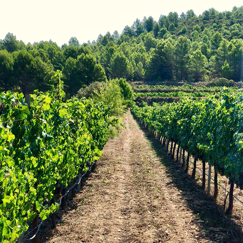 Enoturismo Mas de Sella viñedo