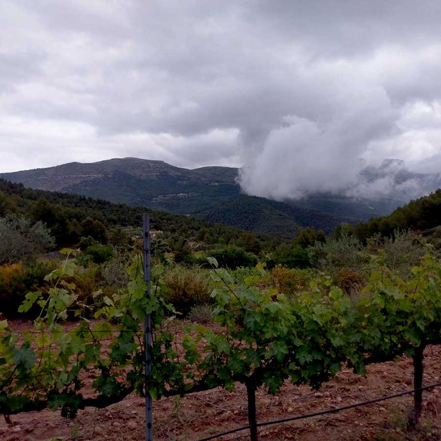 enoturismo en Alicante