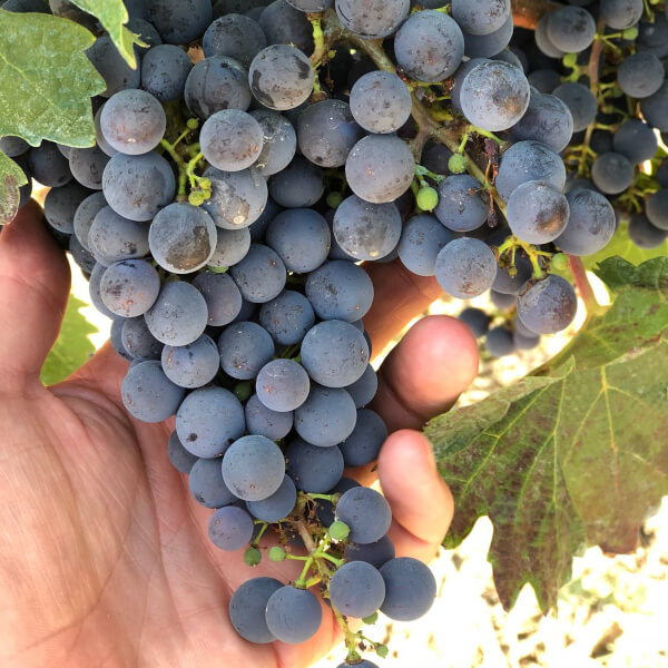 racimo uvas negras mas de sella racimo de uvas negras vino mas de sella